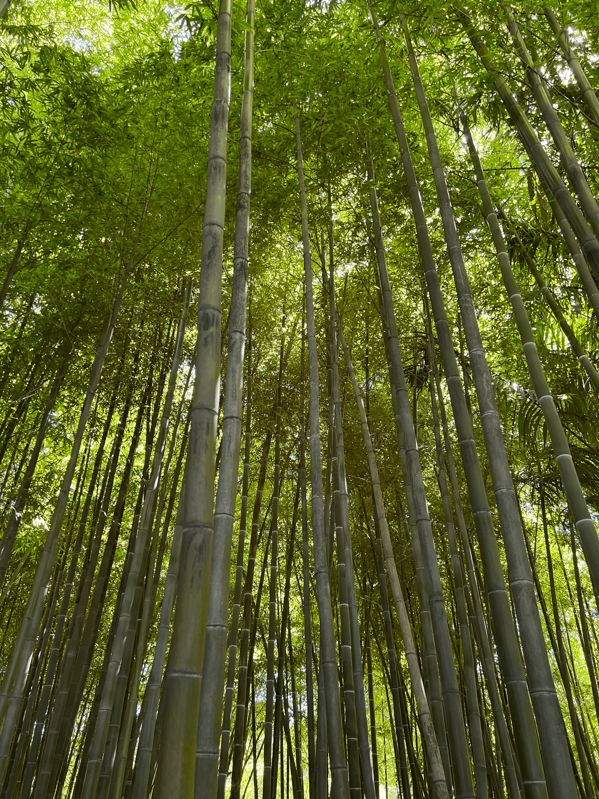 The Power of Green
