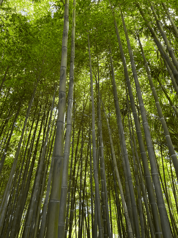 The Power of Green